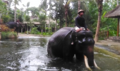 Gajah melintas di Lombok Elephant Park.