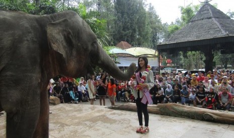 Gajah memberikan bunga sambutan untuk kedatangan Putri Pariwisata Indonesia.