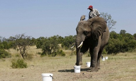 Gajah mengendus bahan peledak di Afrika Utara