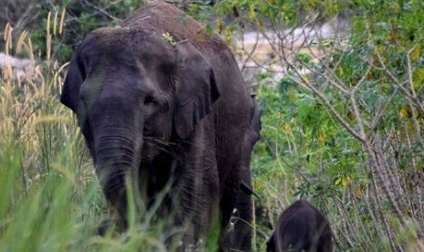 Gajah sumatra bernama Seruni (40 tahun) melahirkan seekor anakl yang belum diketahui jenis kelaminnya di Komplek Hutan Talang, Suaka Margasatwa Balai Raja, Riau