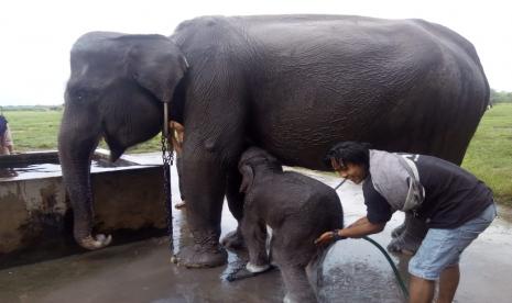 Gajah sumatra (Elephas maxikus sumatranus) berada di areal Pusat Latihan Gajah Taman Nasional Way Kambas, Lampung. 