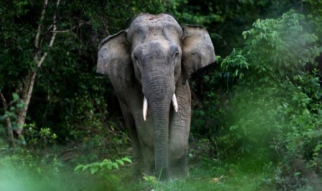 Gajah Mengamuk dan Rusak Rumah di Nagan Raya Aceh. Gajah Sumatra. Ilustrasi