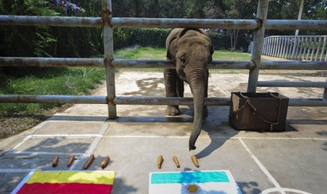 Gajah Yalu memilih wortel yang berbendera Argentina.