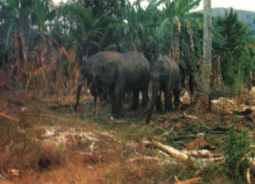 Gajah Lampung