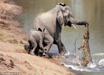 Gajah vs buaya