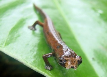 Gambar 1: ET Salamander nama latin Bolitoglossa sp. nov