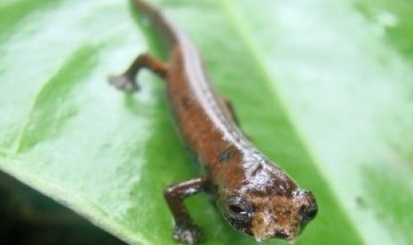 Gambar 1: ET Salamander nama latin Bolitoglossa sp. nov