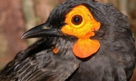  Spesies baru, jenis burung pemakan madu 