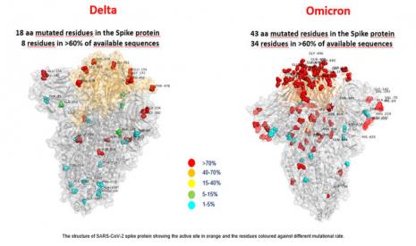 Gambar pertama varian omicron dirilis oleh pakar dari ANSA, Italia. Peneliti membandingkan mutasi yang terjadi pada spike protein omicron dibandingkan dengan varian delta. Studi terbaru CDC ungkap perbandingan keparahan infeksi omicron vs delta. 