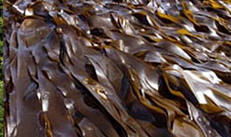 Ganggang Laut Dari Sampah Menjadi Berkah Republika Online