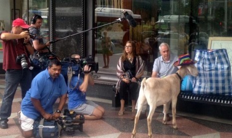 Gary, kambing yang memakan bunga di luar museum seni kontemporer Sydney