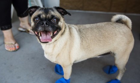 Gelombang panas yang terjadi di sejumlah belahan dunia mempengaruhi tak hanya manusia. Seekor anjing di Arizona dikenakan alas kaki khusus untuk melindungi telapaknya dari aspal panas.