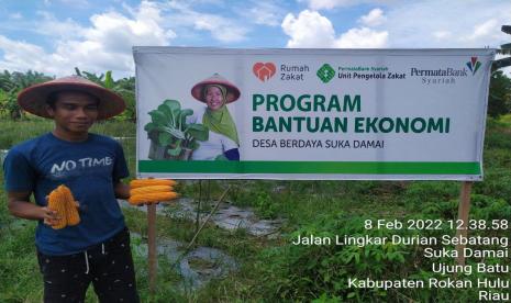 Genap berumur 110 Hari Selesai Tanam (HST) Jagung Pipil milik BUMMas Sukadamai Jaya Mandiri di Desa Sukadamai, Kecamatan Ujungbatu, Kabupaten Rokan Hulu telah memasuki masa panen.