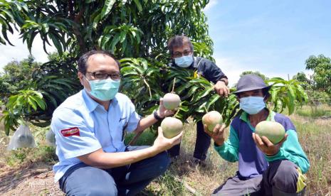 General Manager RU VI Balongan Hendri Agustian juga turut serta dalam proses panen mangga Agrimania bersama Unit Manager Communication, Relation & CSR RU VI Cecep Supriyatna dan kelompok WTC. 