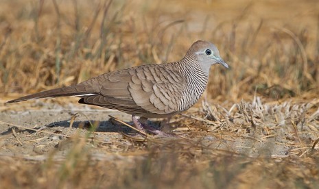 Geopelia striata or locally known as Perkutut Jawa (file photo)