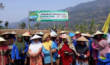 Gerakan percepatan tanam padi Gowah oleh para petani di Cianjur.