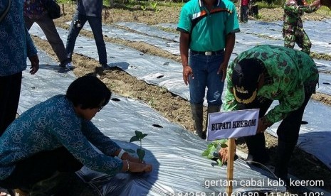 Gerakan tanam cabai di Kabupaten Keerom, Papua