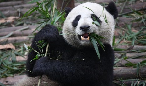 Giant Panda