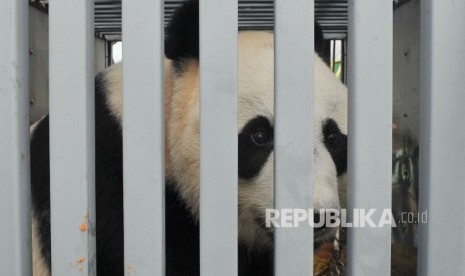 Giant Panda : Hu Chun, Giant Panda betina asal Cina tiba di Bandara Soekarno Hatta Indonesia dengan pesawat kargo Garuda Airlines, Kamis (28/9). 