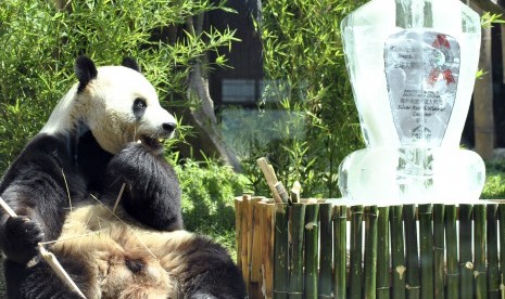 Giant Panda jantan Cai Tao berada disamping replika piala penghargaan saat penyerahan Giant Panda Global Award di Istana Panda Indonesia, TSI, Cisarua, Kabupaten Bogor, Jawa Barat, Sabtu (28/7). 