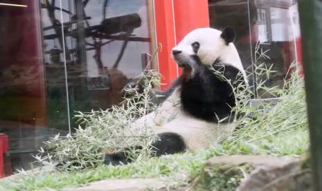 Giant Panda jantan Cai Tao  di Istana Panda di Taman Safari Indonesia (TSI), Cisarua, Kabupaten Bogor, Jawa Barat.