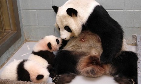 Giant Panda Lun Lun looks at her panda cub Mei Lun as her other cub Mei Huan sleeps at her feet at the Atlanta Zoo in Atlanta, Georgia November 14, 2013. 