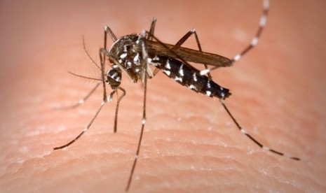 Gigitan nyamuk dengan pembawa virus zika jadi penyebab munculnya penyakit.