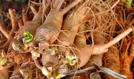 Ginseng (ilustrasi)