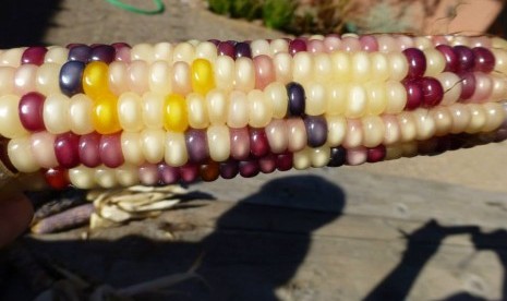 Glass gem corn