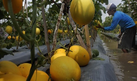 Kebun melon emas (golden melon). (Ilustrasi)