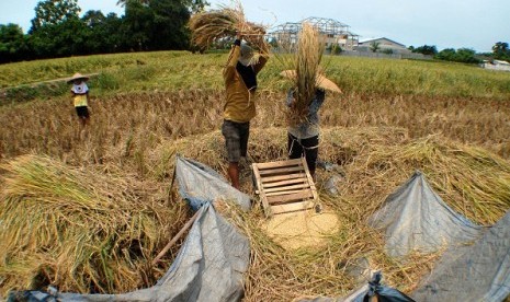 Farmers work in a rice field during the harvest. Government ensures that food distribution will not disrupted despite the extreme weather. (illustration)