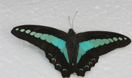 Graphium sarpedon.