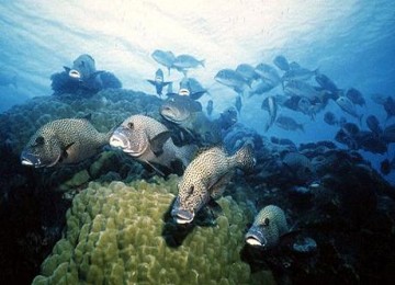 Great Barrier Reef