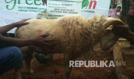  Green Kurban Sinergi Foundation melakukan mobilisasi hewan kurban ke daerah-daerah pelosok di Indonesia.