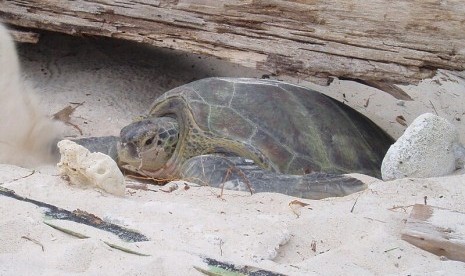 Green sea turtle (illustration)