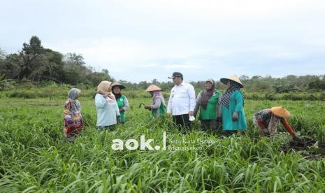 Gubernur Babel Erzaldi Rosman hadir di tengah-tengah petani Payu Benua untuk bersilaturahmi dan memberikan motivasi, Rabu (10/11).  Gubernur menyusuri lahan, menyapa dan berdiskusi kecil dengan petani yang sedang asyik membersihkan rerumputan liar disekitaran tanaman padi. 