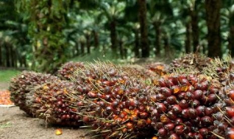 Serikat Petani mencatat di beberapa daerah malah terjadi penurunan harga tandan buah segar TBS sawit