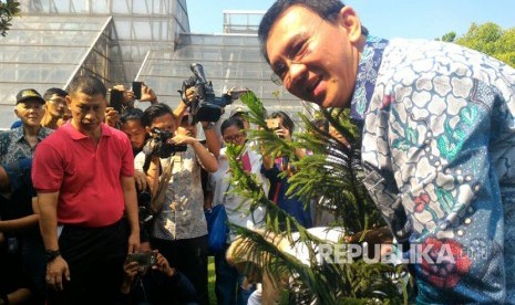 Gubernur Basuki Tjahaja Purnama (Ahok) menanam pohon cemara payung  bersama dengan Duta Besar Finlandia Hiltu Tovio Paevi dalam acara penanaman pohon persahabatan Spruce of The Future dalam rangka 100 tahun Kemerdekaan Finlandia, Jumat (5/5). 