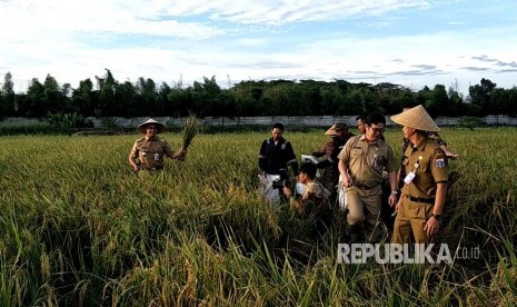 Gubernur DKI Jakarta Anies Baswedan memanen padi di sebuah area pertanian di kawasan Cakung, Jakarta Timur, Selasa (23/1).