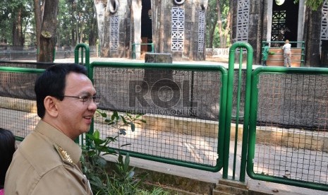 Gubernur DKI Jakarta Basuki Tjahja Purnama melihat koleksi Jerapah saat berada dalam kandang di Kebun Binatang Ragunan, Jakarta Selatan, Selasa (18/8). 