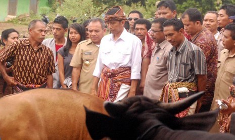  Gubernur DKI Joko Widodo (tengah) dan Gubernur Nusa Tenggara Timur Frans Lebu Raya (tiga kiri), menyaksikan ternak sapi di Kota Kupang, Selasa (29/4).