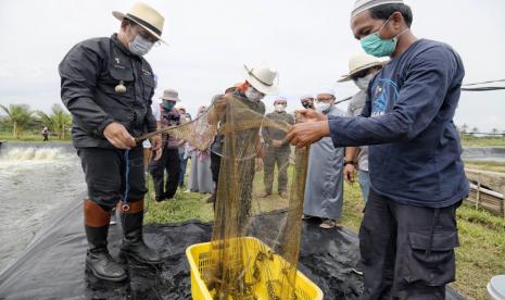 Gubernur Jawa Barat Ridwan Kamil meninjau tambak udang Qini Vaname Pesantren Tharekat Idrisiyyah sekaligus melakukan panen parsial, di tambak Qini Vaname 2, Cipatujah, Kabupaten Tasikmalaya, Sabtu (23/1).