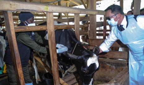 Gubernur Jawa Barat Ridwan Kamil menyaksikan proses vaksinasi penyakit mulut dan kuku (PMK) kepada hewan ternak sapi perah di Cilembu, Kabupaten Sumedang, Jawa Barat, Senin (20/6/2022). Pemerintah Provinsi Jawa Barat menargetkan pada pekan pertama dapat memberikan vaksin PMK bagi 2.000 sapi di lima sentral sapi di Jawa Barat seperti Kabupaten Bandung, Kabupaten Bandung Barat, Garut, Kuningan dan Sumedang. 