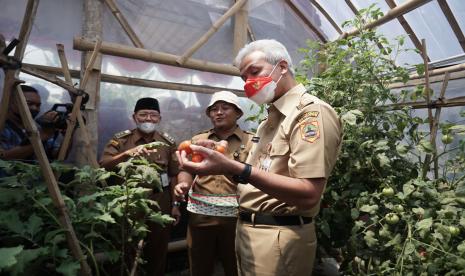  Gubernur Jawa Tengah Ganjar Pranowo membuka posko pelayanan pupuk bersubsidi yang tersebar di 35 kabupaten/kota sebagai bentuk pengawasan agar penyalurannya tepat sasaran sekaligus sebagai upaya mewujudkan ketahanan pangan.  Tampak  Ganjar Pranowo (kanan) melihat-lihat sayuran yang dikembangkan Lumbung Sayur Pondok Makmur di Desa Pondok Grogol, Sukoharjo, Jawa Tengah, Senin (31/10/2022). Kedatangan Gubernur Jawa Tengah tersebut untuk mengapresiasi peran kelompok tani desa setempat dalam memanfaatkan lahan desa tidak produktif untuk pertanian sayuran sekaligus upaya mendukung program ketahanan pangan keluarga. 