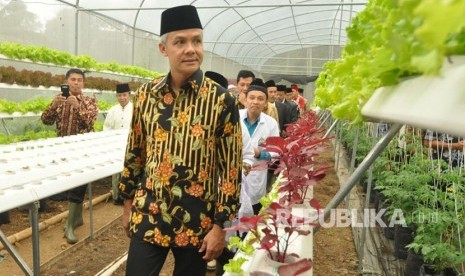 Gubernur Jawa Tengah, Ganjar Pranowo melihat budidaya sayur hidroponik di green house Al Mina Farm, Kamis (11/1). Budidaya sayuran organik yang dilakukan para santri ponpes Al Mina ini telah menembus pasar supermarket dengan jaminan suplai.