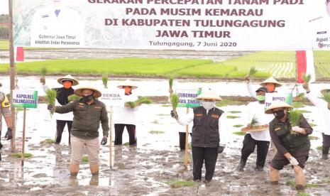 Gubernur Jawa Timur (Jatim), Khofifah Indar Parawansa melakukan Gerakan Percepatan Tanam Padi pada musim tanam II atau musim kemarau guna mewujudkan ketahanan pangan. Ini sebagai langkah nyata agar terhindar dari krisis pangan sebagai dampak dari pandami Covid 19, bahkan FAO memberikan peringatan bahwa akibat pandemi ini, dunia akan mengalami krisis pangan. 