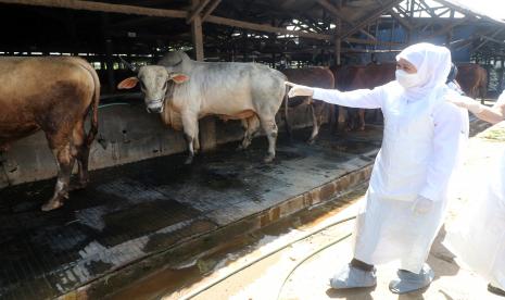 Sapi Qurban dari Khofifah-Emil Dardak Asal Peternak Bojonegoro (ilustrasi).