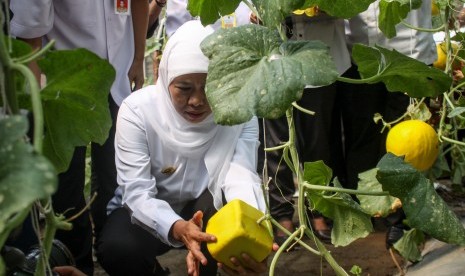 Gubernur Jawa Timur Khofifah Indar Parawansa memanen melon golden di kebun puspa UPT Pengembangan Argobisnis Tanaman Pangan dan Hortikultura Dinas Pertanian Provinsi Jawa Timur di Lebo, Sidoarjo, Jawa Timur, Rabu (15/5/2019).