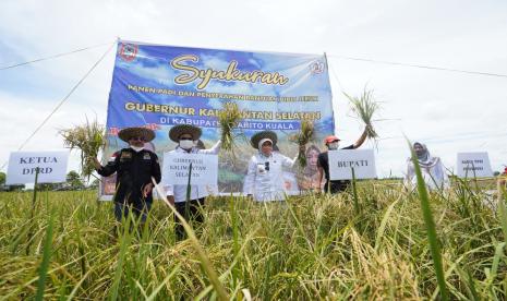 Gubernur Kalimantan Selatan Dr (HC) H Sahbirin Noor menyerahkan bantuan bibit jeruk varietas siam banjar senilai Rp 1,9 miliar. Bantuan  bibit jeruk diserahkan Paman Birin disela Tanam Perdana Padi Perdana di desa Sampurna, Kecamatan Jejangkit, Rabu (3/11) siang. 