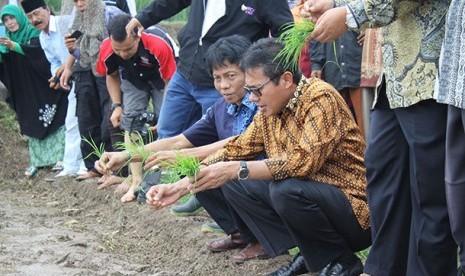 Gubernur Sumbar Irwan Prayiitno (berkacamata) melakukan penanaman padi di Solok